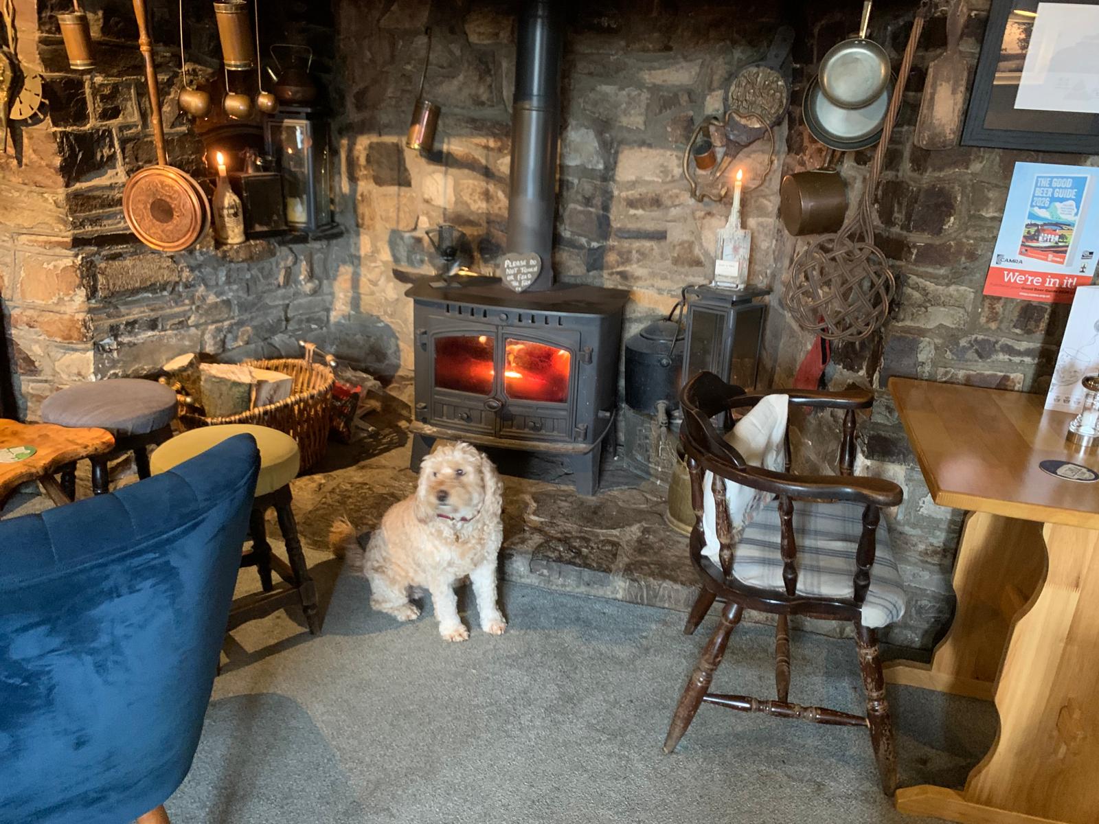 Dog In Front Of Fireplace